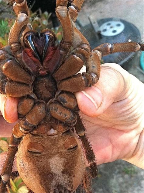 Pet Tarantulas Bite