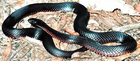 17 Species of Elapids - Amazing Snakes | hubpages