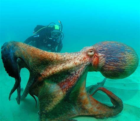 an octopus with its head stuck in the sand, next to a scuba diver ...