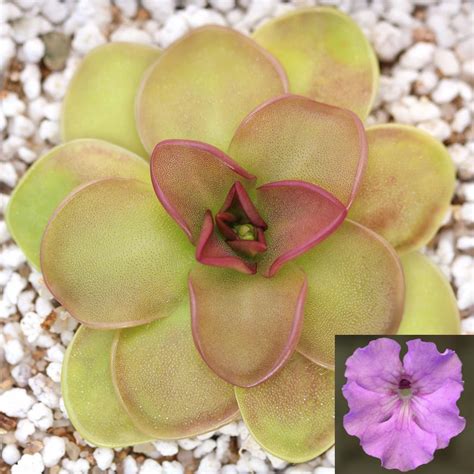 Pinguicula 'Hanka' - Mexican Butterwort Cultivar | Curious Plant