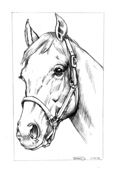 a pencil drawing of a horse's head with bridle and nose ring