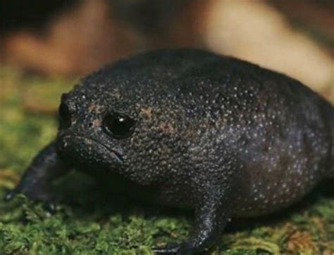 Black rain frog (They have a permanent frown on their face) : r/natureismetal