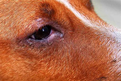 Eye Drops For Eye Infection In Dogs at Donald Rutz blog