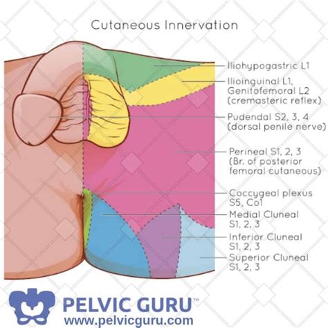 The Ultimate Pelvic Anatomy Resource – Pelvic Guru