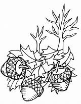 Acorn Coloring Pages For Kids  Home sketch template