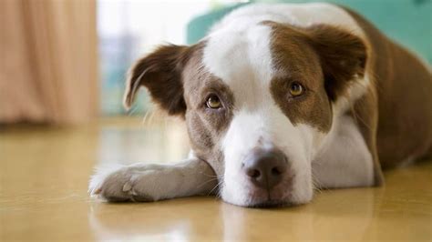 6 Common Causes of Dog Fever and How to Treat Them - Hammypet