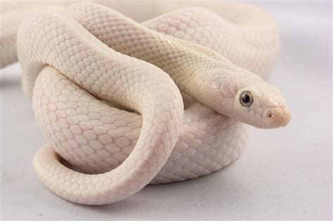 Bildresultat för Leucistic Texas Rat Snake