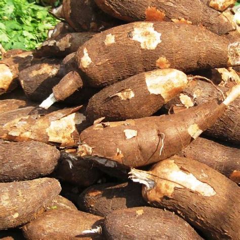 Cost of Cassava Farming Per Hectare in Nigeria - Veggie Grow