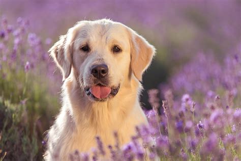 Top 7 Best Field Golden Retriever Breeders In The U.S.