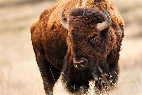 Montana Bison | Jason Savage Photography