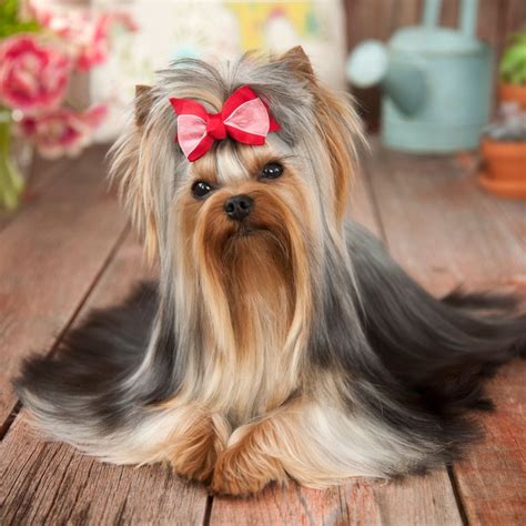 A Toy Dog Breed With Long Hair