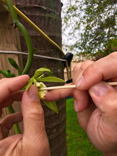 pollinating our vanilla bean plant... only a 24-hour window! : r/gardening