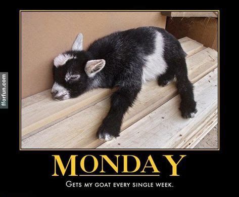 “I HATE MONDAY” 20 Funny Picture | Meme | Animals, Goats, Funny monday ...