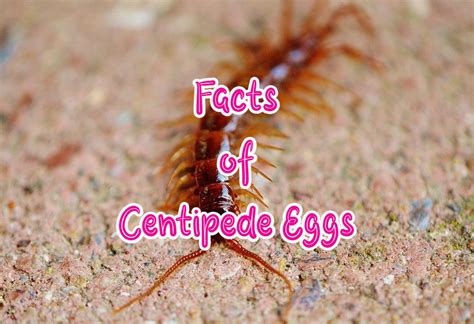 Centipede Eggs: 11 Facts You Should Know