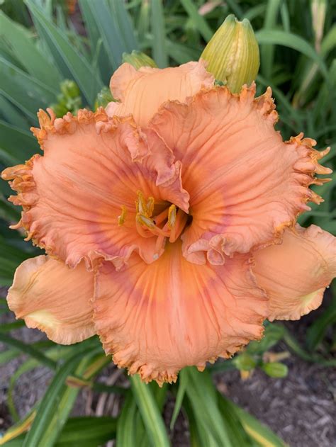 PRICKLY SENSATION — Blue Barn Daylilies