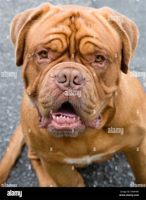 A French mastiff dog Stock Photo - Alamy