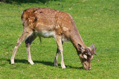 Deer Feeding 1 | Here is a deer feeding on grass at Dunham M… | Colin ...