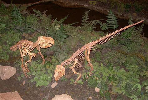 PSITTACOSAURUS | Photograph of fossil casts of Psittacosaurus skeletons taken at the ...