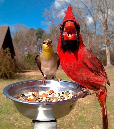 Cardinal Close up. Backyard Birds, Bird Pictures, Pretty Birds, Bird ...