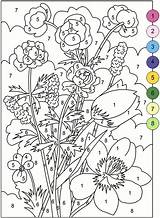 Adult Color By Number Books  AdultcoloringbookZ sketch template