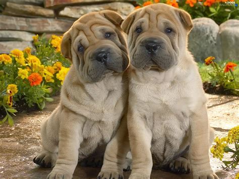 Shar Pei, puppies - Dogs wallpapers: 1600x1200