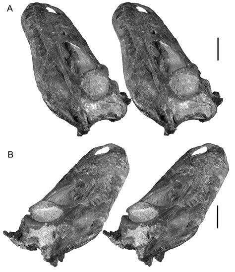 Figure 1 from The Cleveland Tyrannosaur Skull (Nanotyrannus or ...