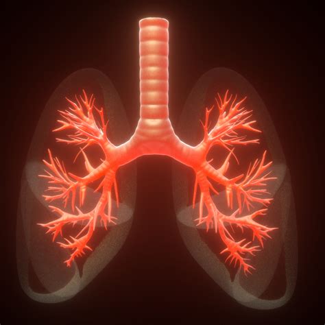 3D human lungs anatomy model - TurboSquid 1387510