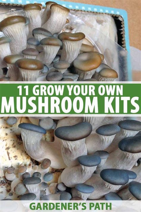 11 of the Best Mushroom Kits to Grow Your Own | Gardener’s Path