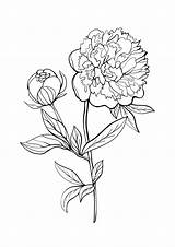 Peony Pfingstrosen Ausmalen Mycoloring Coloring Malvorlagen Sketch  sketch template