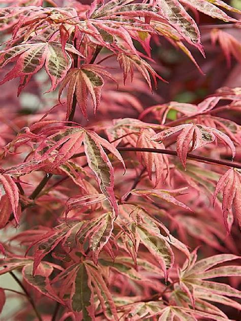 Deciduous Tree - Acer palmatum Shirazz, Japanese Maple.