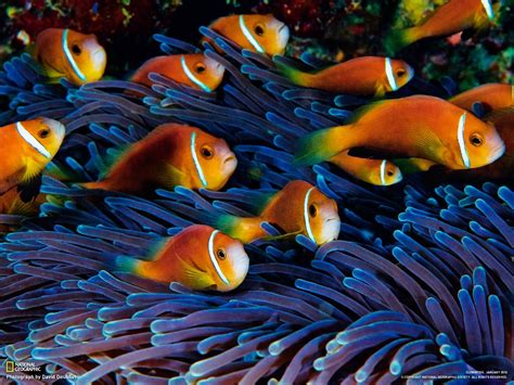 sea anemones, Fish, Clownfish HD Wallpapers / Desktop and Mobile Images & Photos