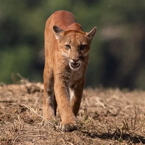 Wildlife Tourism in Bolivia - The Ultimate Guide