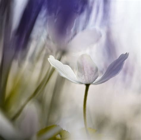 Tutorial: Flower Art Photography - Dirk Ercken Images