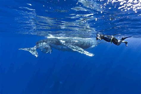 Humpback Whale Breeding, Breading of Humpback Whales