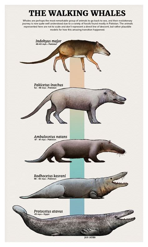Whale Evolution | Prehistoric animals, Ancient animals, Prehistoric ...