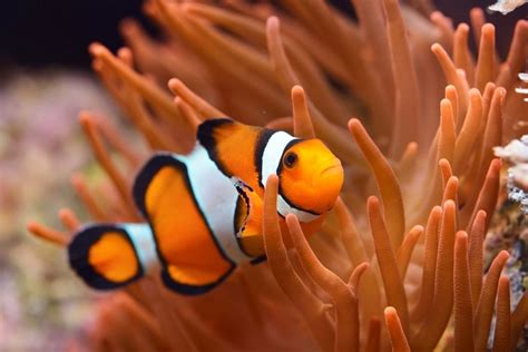 Clownfish | The Great 8 | Southern Great Barrier Reef