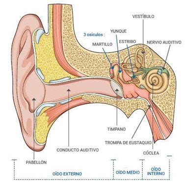 La estructura del oído, el sentido de la audición [PRIMARIA]