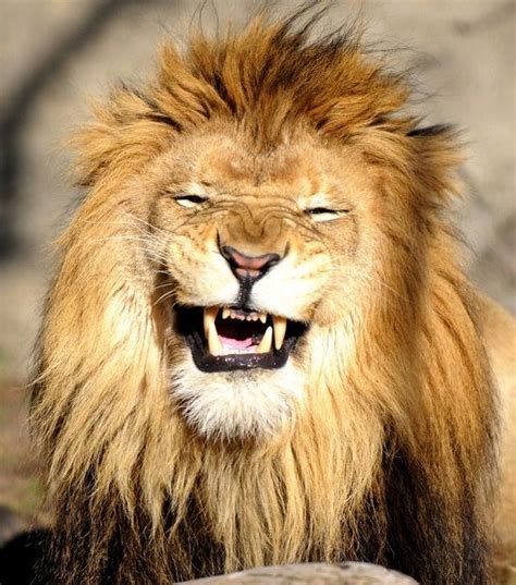 sorriso de um leão | Laughing animals, Smiling animals, Lion pictures