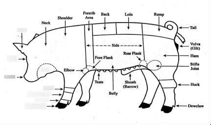 Pig Parts Diagram - General Wiring Diagram