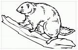 Beaver Coloring Pages To Download And Print For Free sketch template