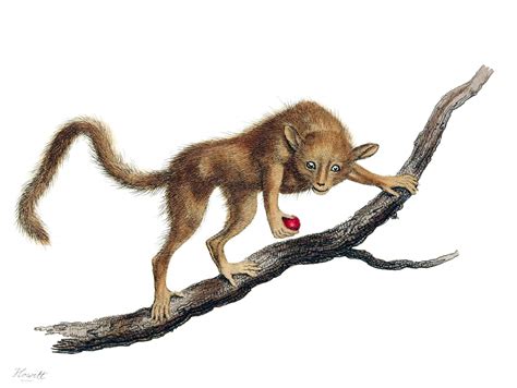 Pygmy Mouse Lemur – Old Book Illustrations