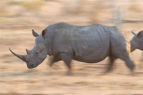 How Fast Can a Rhino Run? Top Speed & Distance