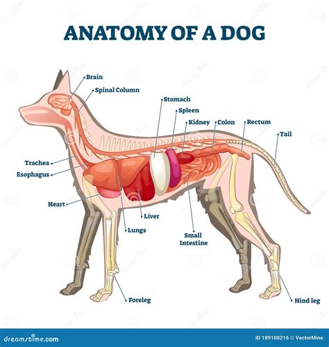 Anatomy of Dog with Inside Organ Structure Examination Vector Illustration Stock Vector ...