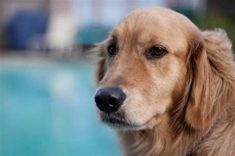 500 Golden Retriever Names - Popular Male and Female Names - PetPress