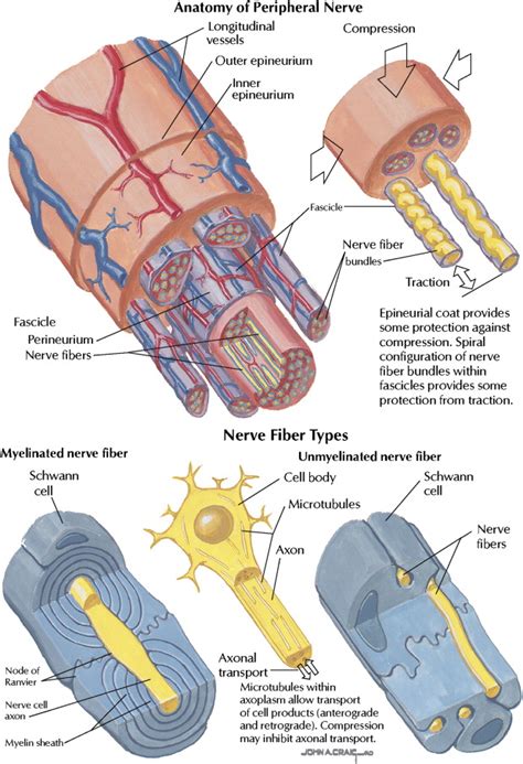 Anatomy Of A Peripheral Nerve