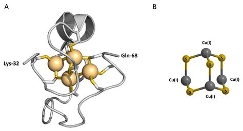 IJMS | Free Full-Text | Mammalian Metallothionein-3: New Functional and Structural Insights