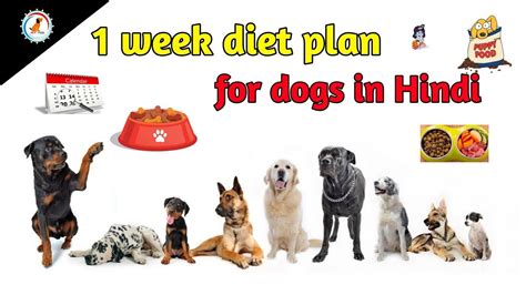 one week diet plan for dogs / Best diet plan for dog / 1 week diet plan ...