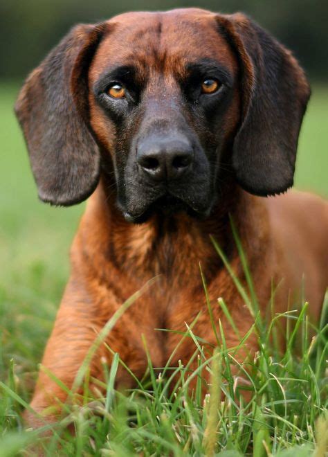 110 Bavarian Mountain Hound ideas | bavarian mountain hound, hound, dogs