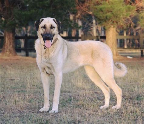 Kangal Shepherd Dog - Wikiwand