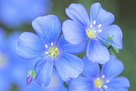 Blaue Blüten Foto & Bild | flowers / plants, outdoor, blau Bilder auf fotocommunity